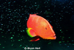 Roonies is a deep reef in Sodwana Bay famous for Hawk Fis... by Bryan Hart 
